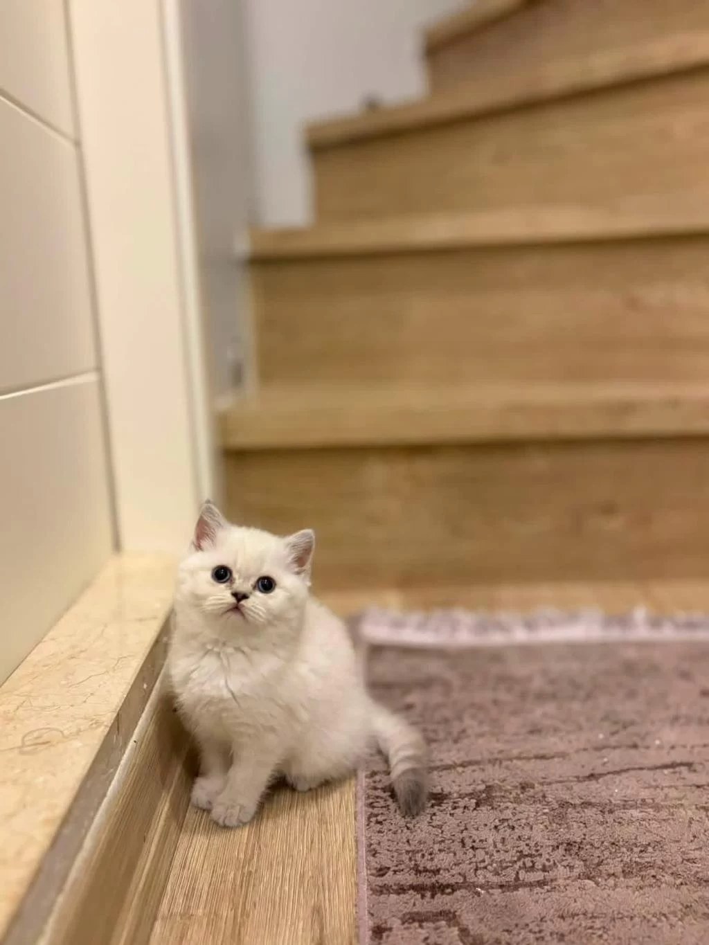 British Shorthair Silver Yavrularim