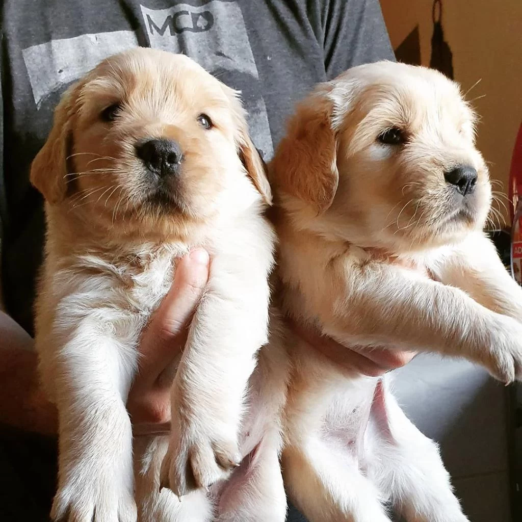 Golden Retriever Yavrulari