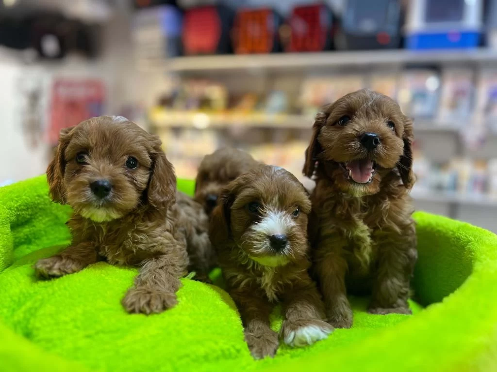 Orjinal Hipoalerjenik Teacup Maltipoo