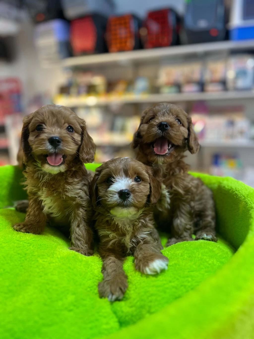 Biblo Güzelliğinde Saf Kan Teacup Maltipoo Yavrular