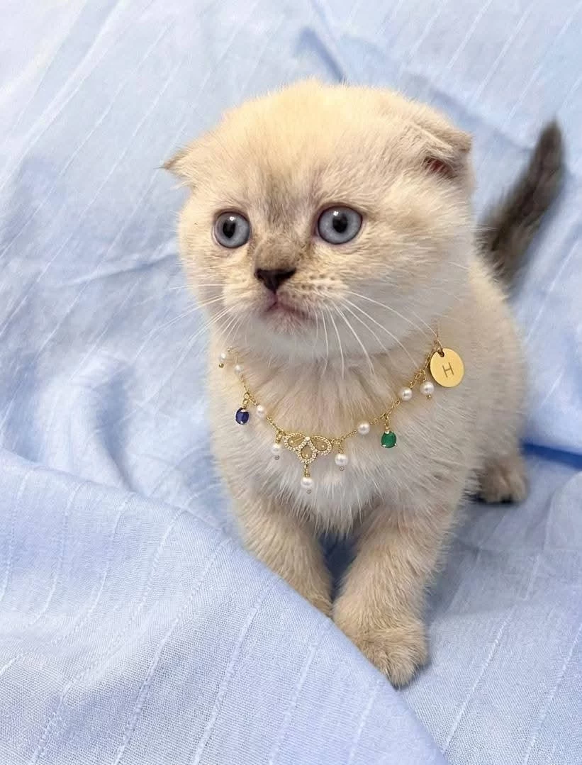 Teslime Hazir Mükemmel Bir Scottish Fold