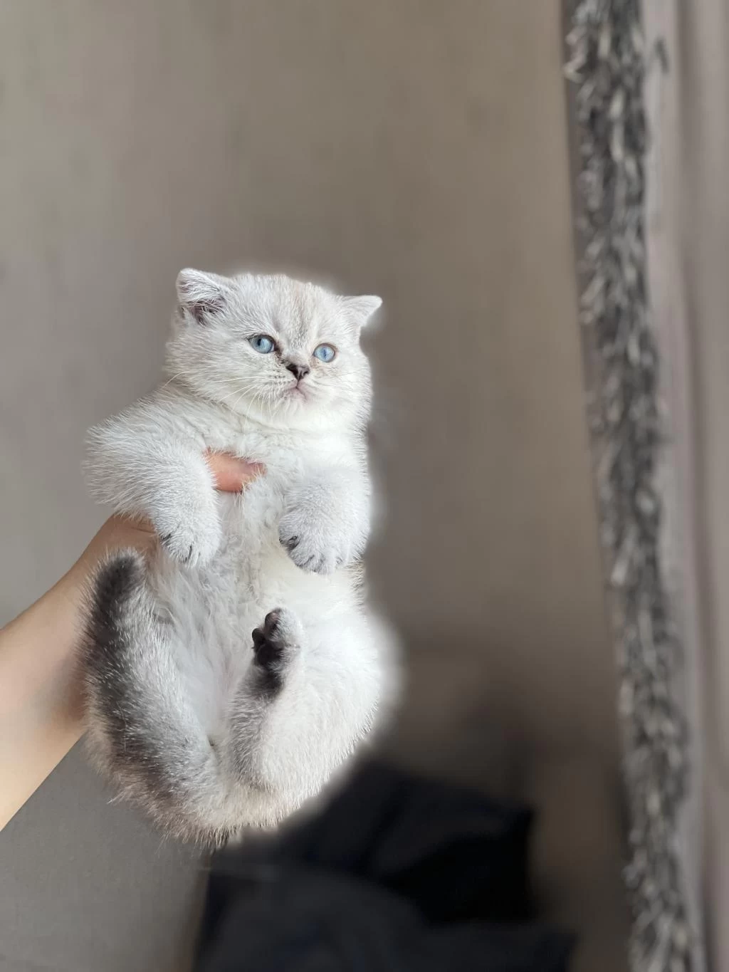 Silver Point Oyuncu British Shorthair Yavrum