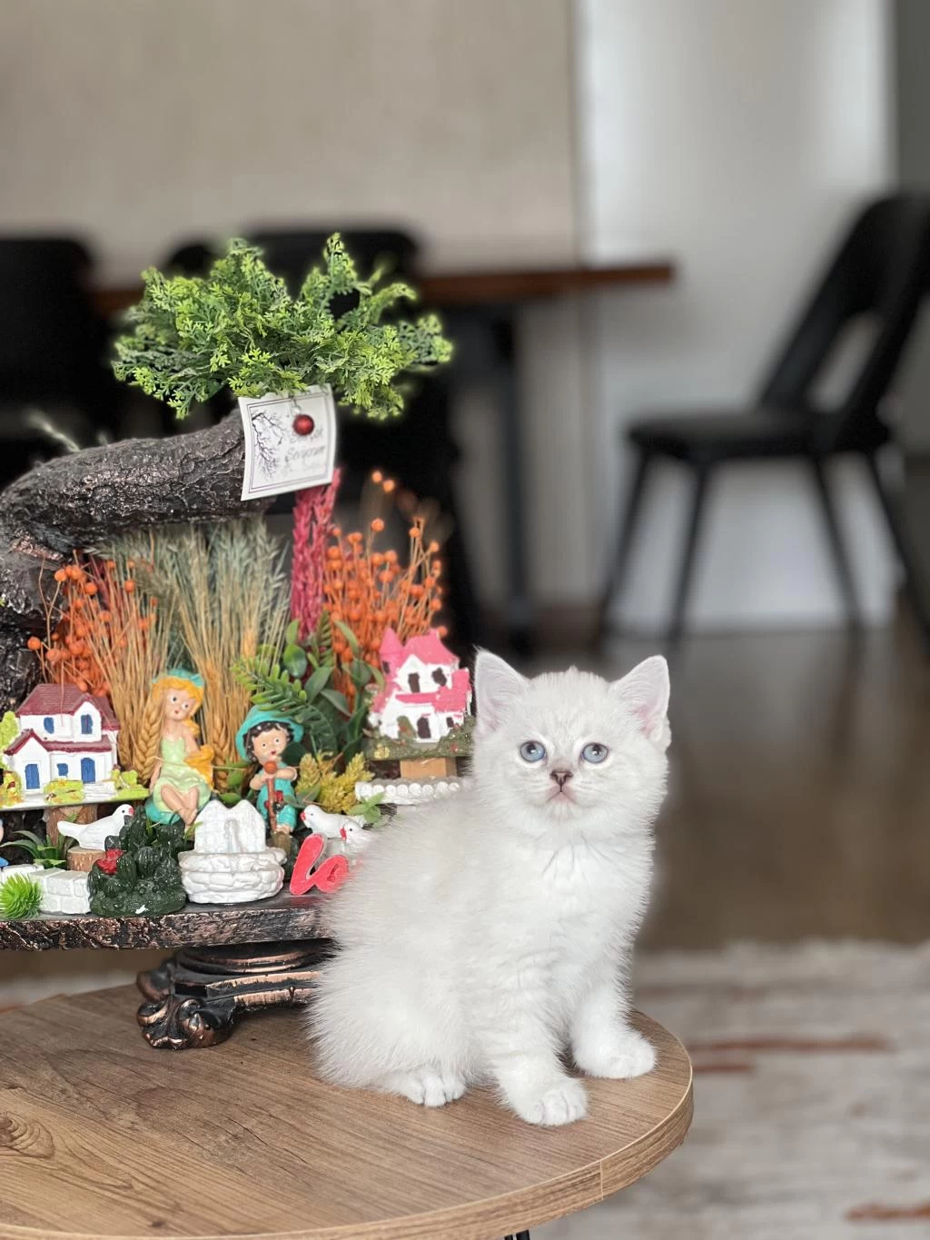 Hemen Teslim Safkan British Shorthair Yavrum