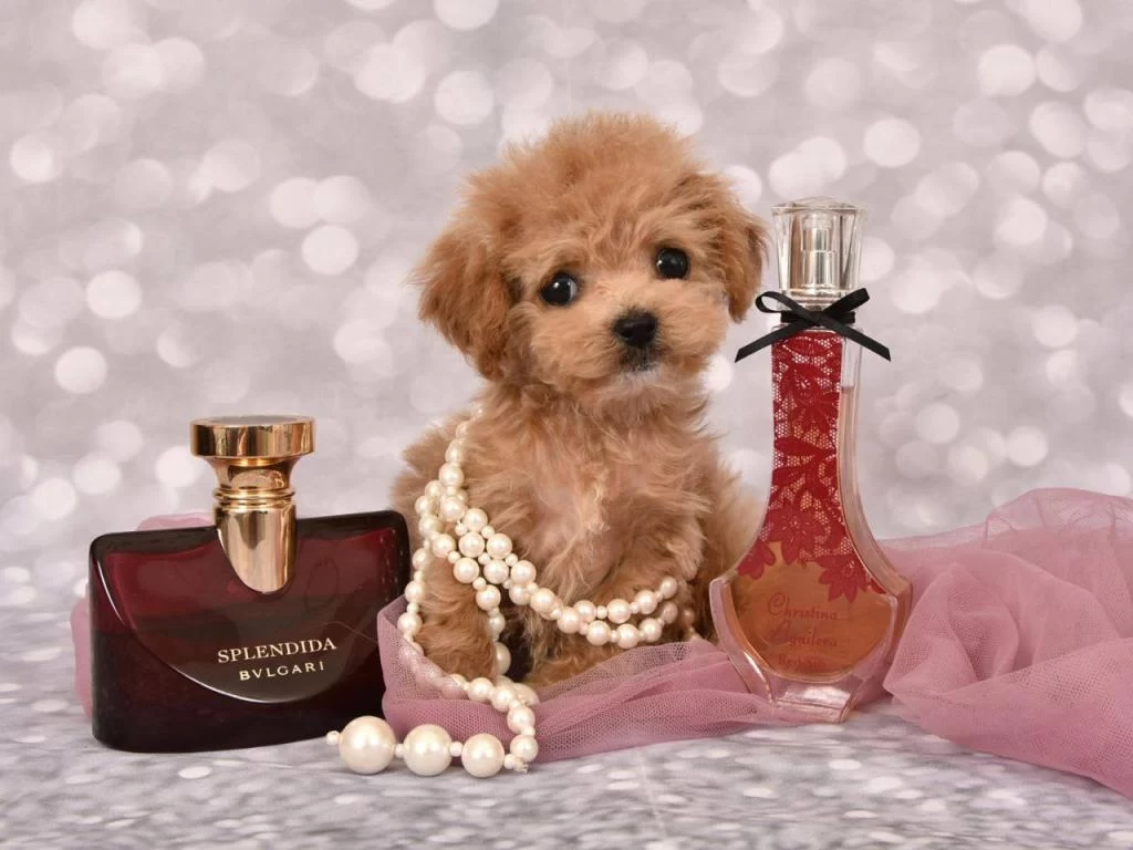 Maltipoo Köpeği Yavrularımız
