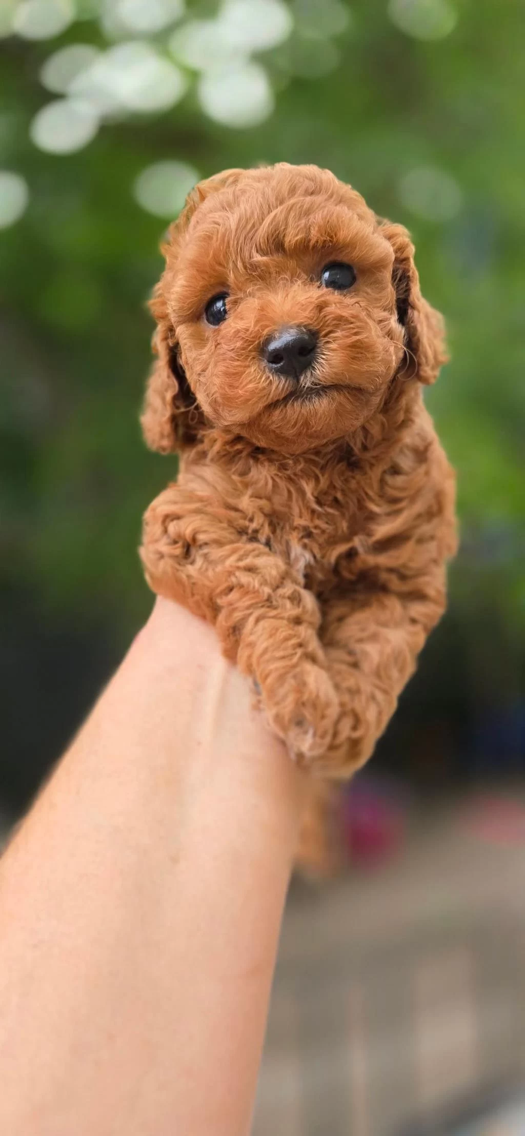 Toy Poodle Köpekleri