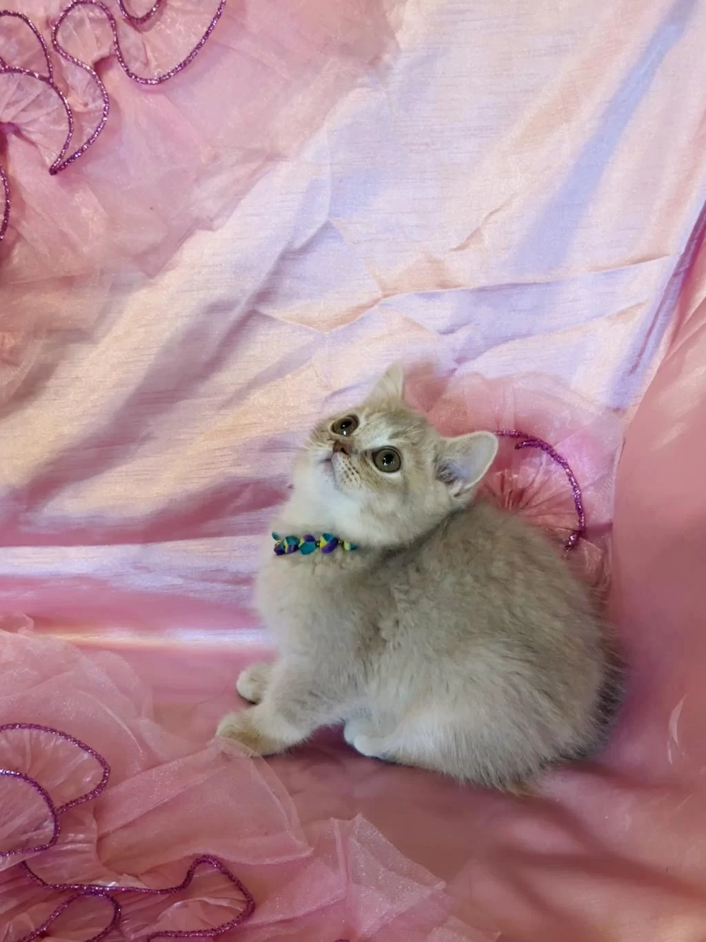 Golden British Shorthair Yavrular