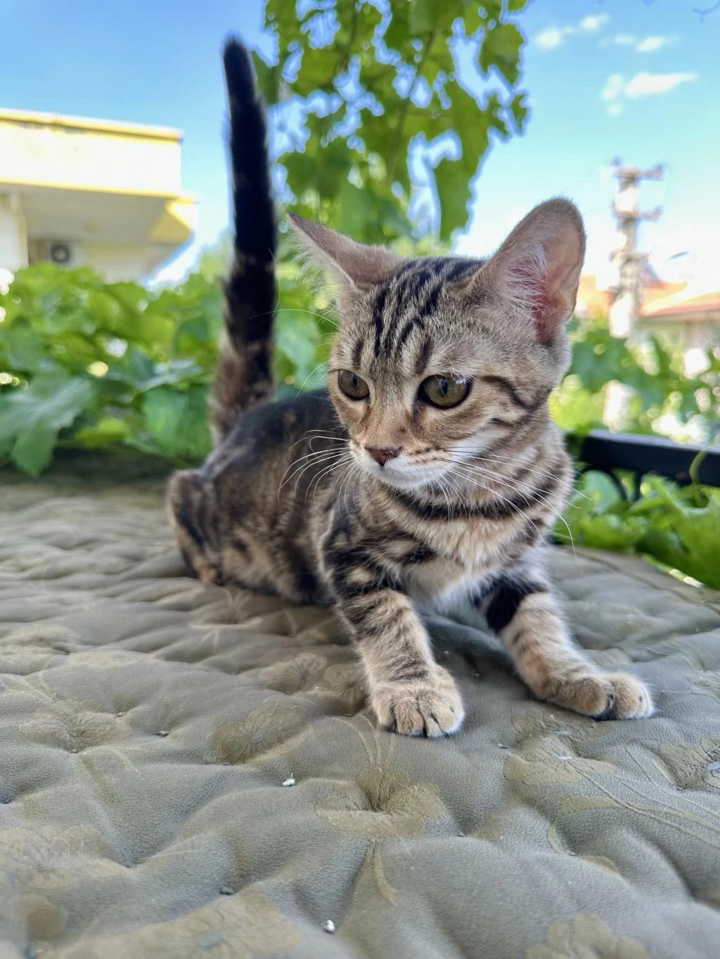 Charcol Bengal Kedisi Dişi
