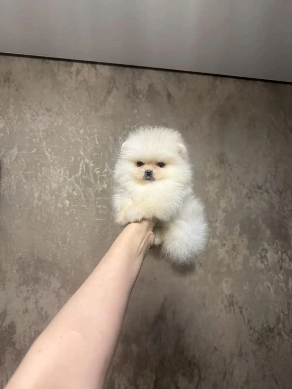 Pomeranian Boo Yavrular