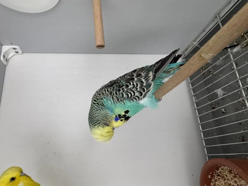 Şov Jumbo Çift Muhabbet Kuşu