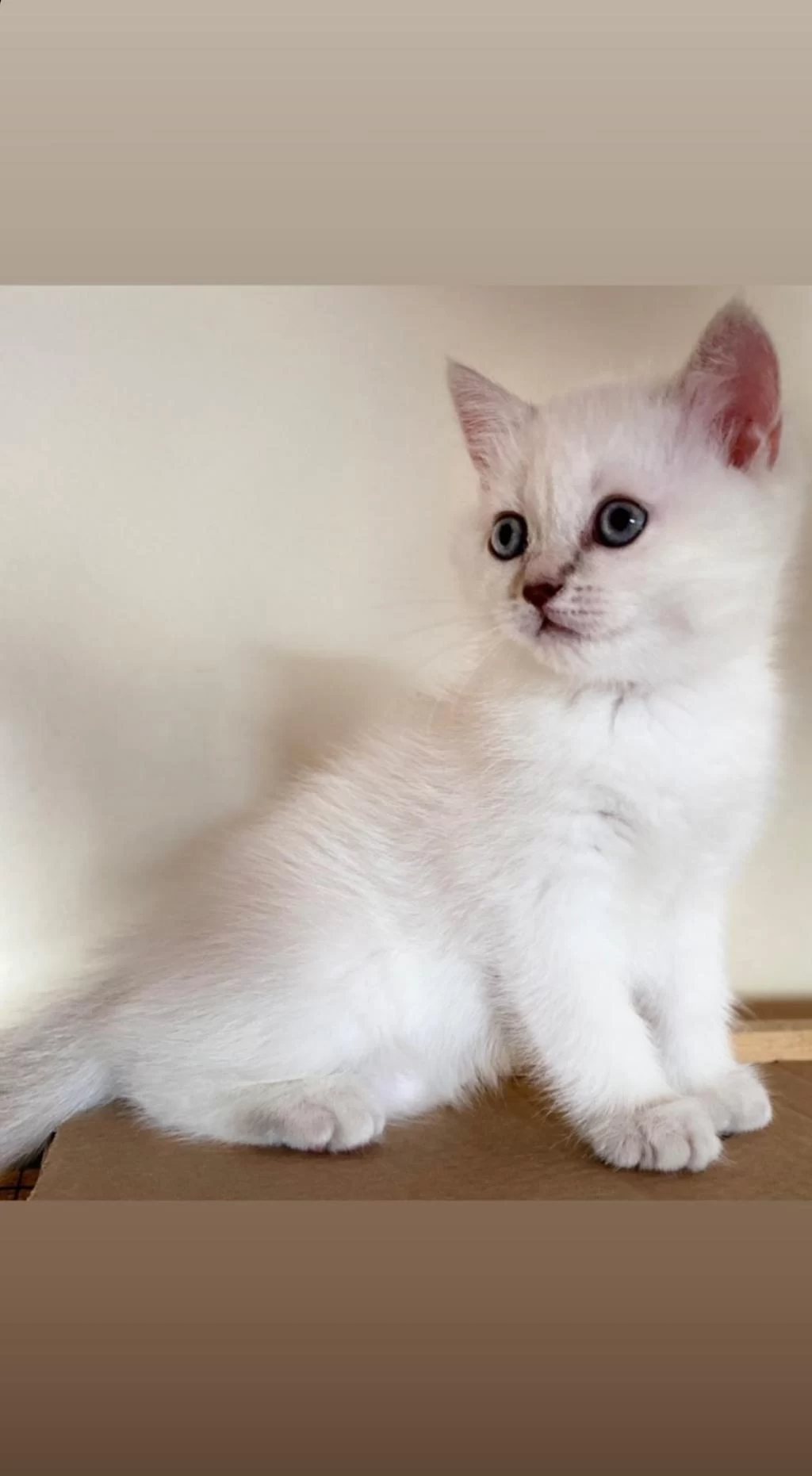 Son British Shorthair Yavru