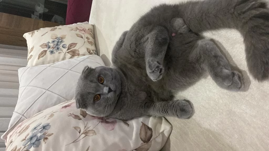 Scottish Fold Kısır Tüm Aşıları Tam Ücretsiz