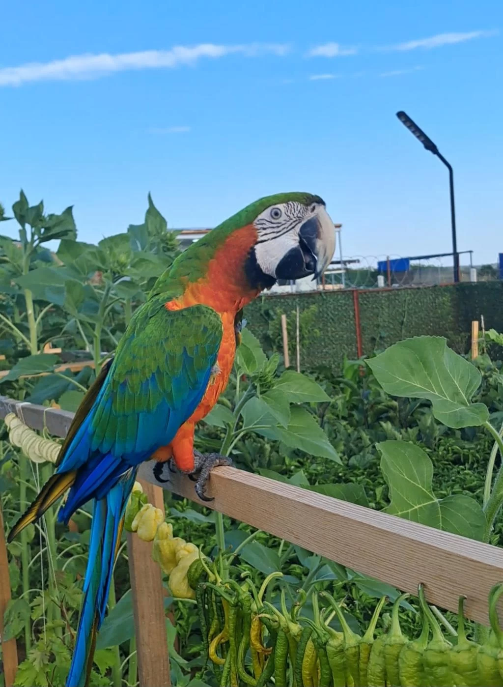 El Besleme 11 Aylık İnsan Canlısı Macaw