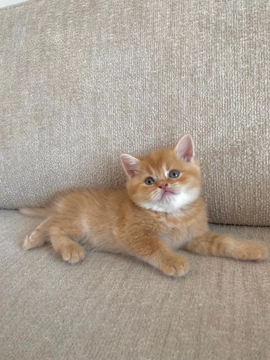 Golden British Shorthair Bebekler