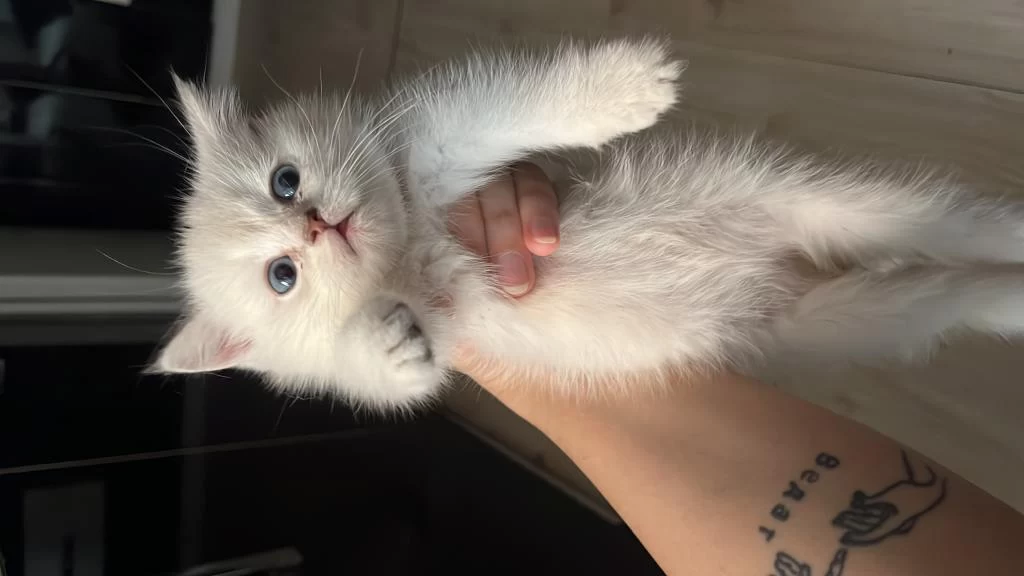 Erkek British Shorthair Açiklamayi Okuyun