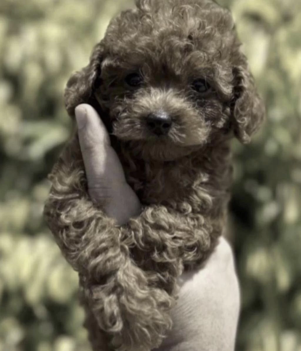 Toy Poodle İçin Ulaşin
