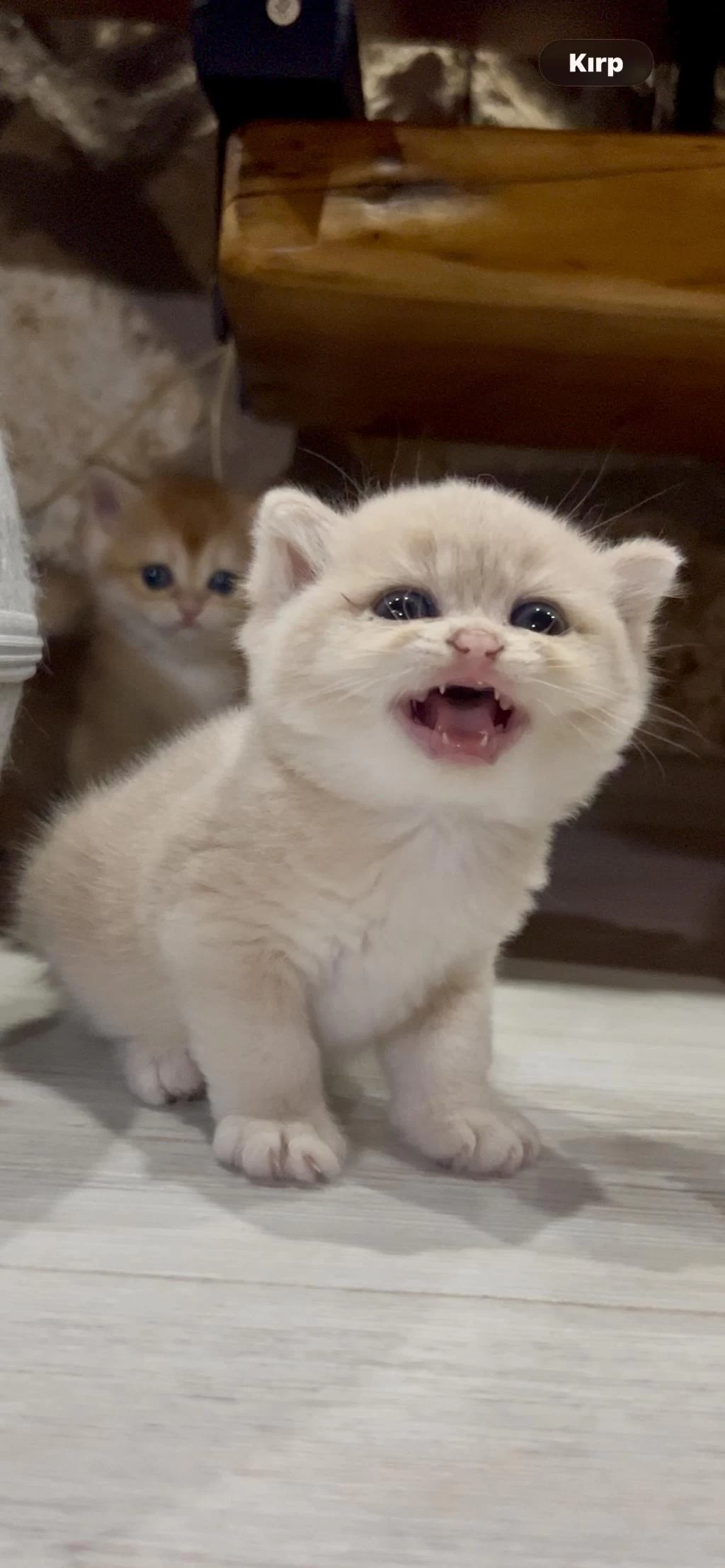 Saf Kan Golden British Shorthair Yavruları (wcf Kayıtlı)
