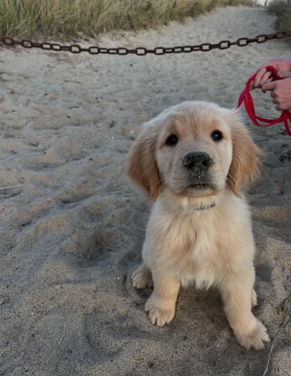 İyisi Değil En İyisi Golden Retriever Kapıda Ödeme Mevcuttur