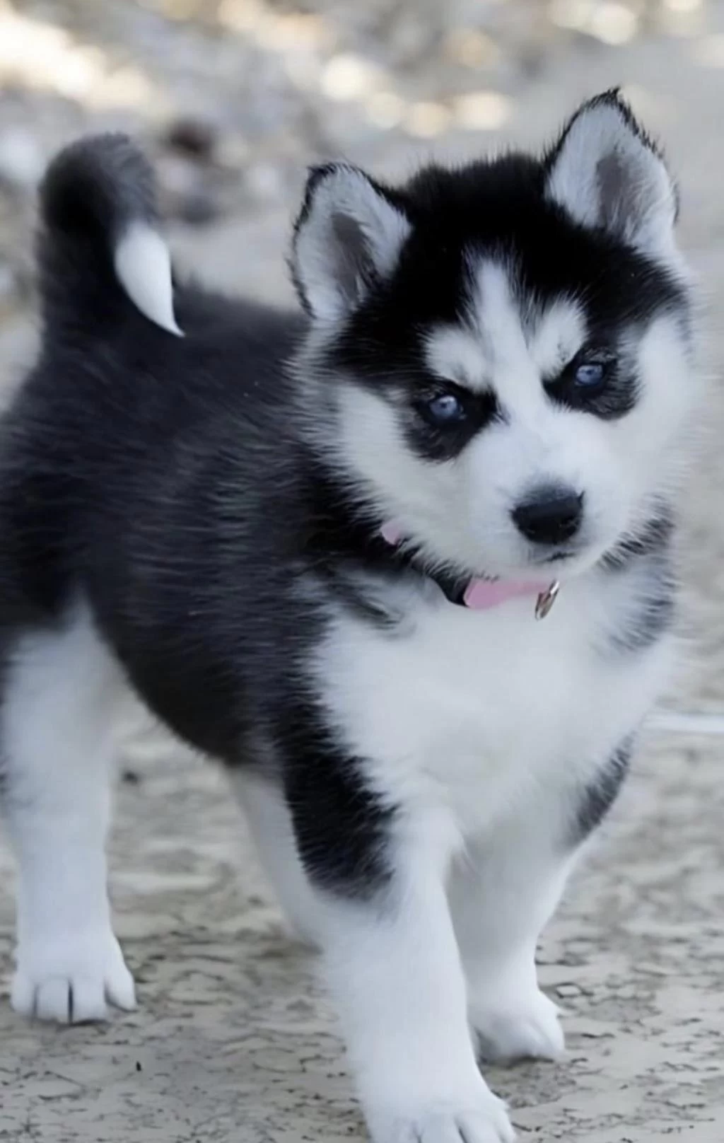 Sibirya Kurdu Köpeği