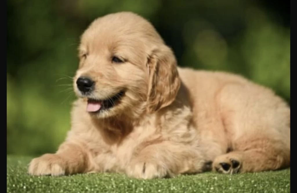 Golden Retriever Bebekler
