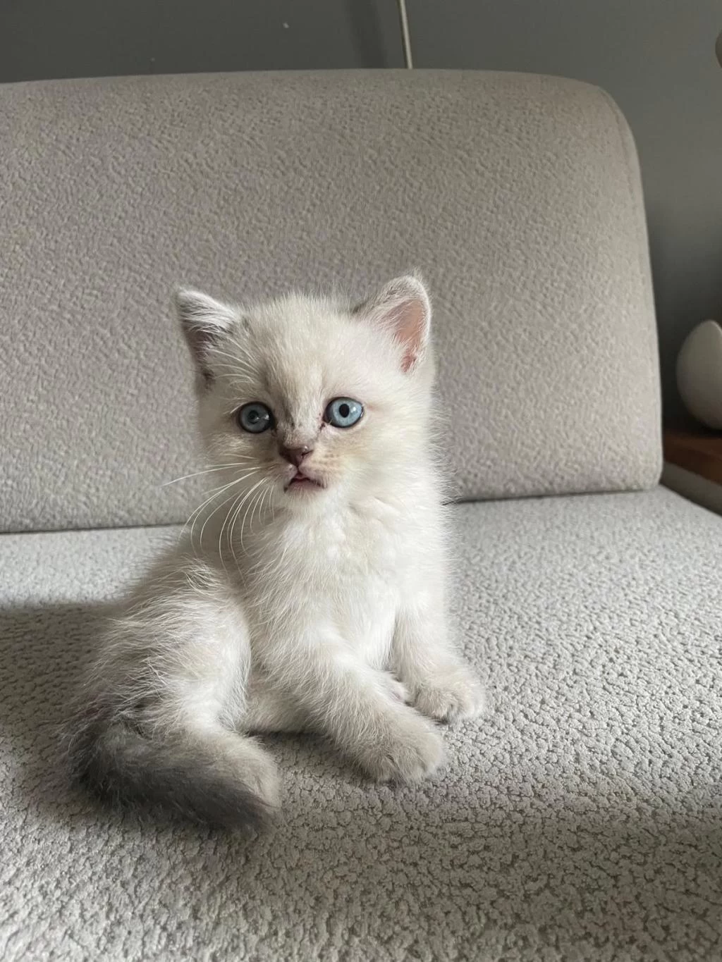 Erkek Yavrular British Shorthair