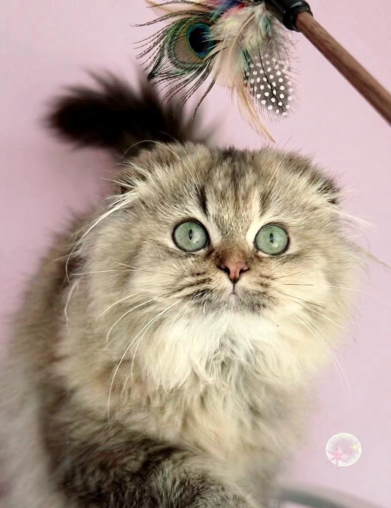 Highland Scottish Fold