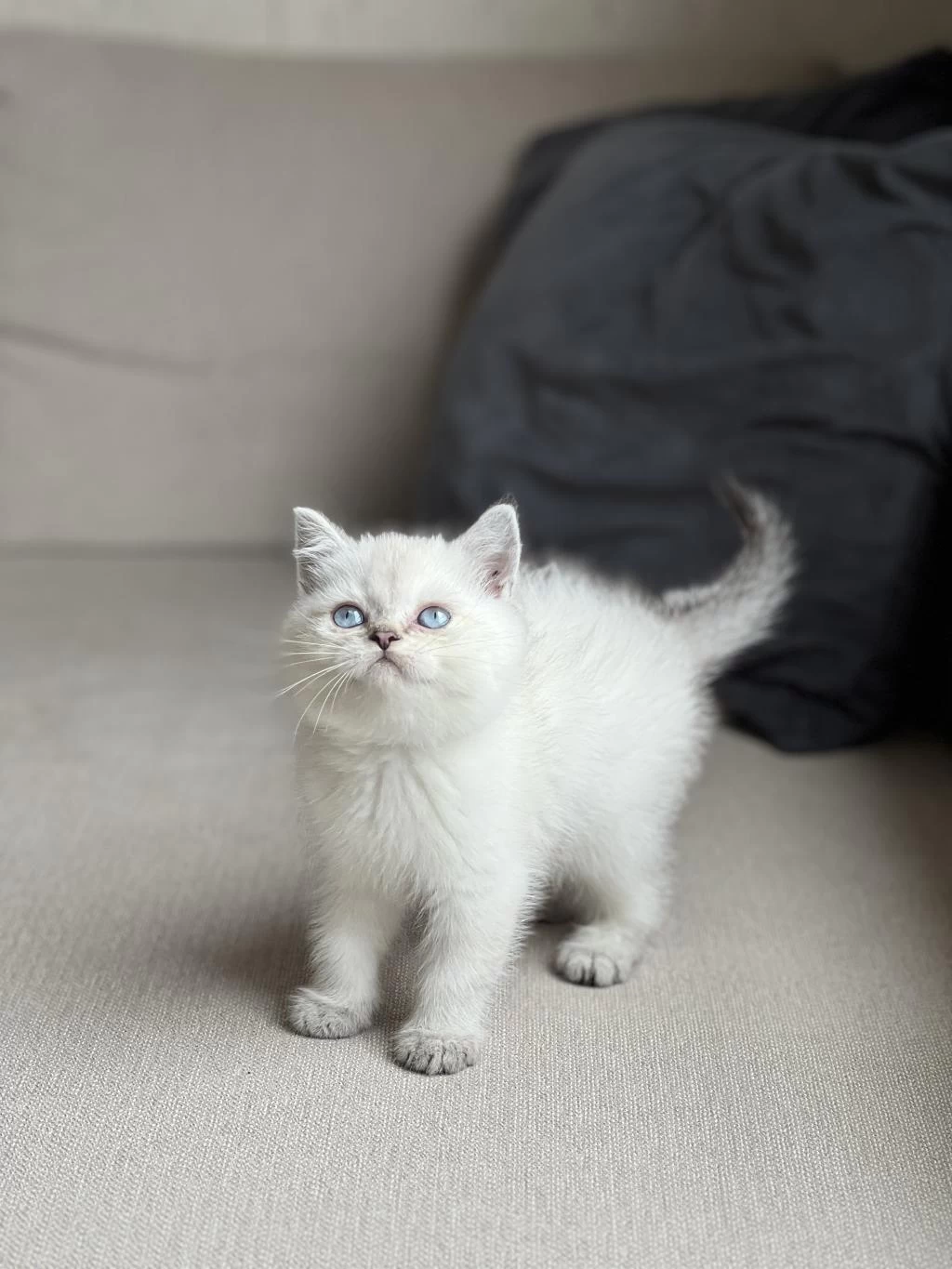 İrk Garantili British Shorthair Yavrum