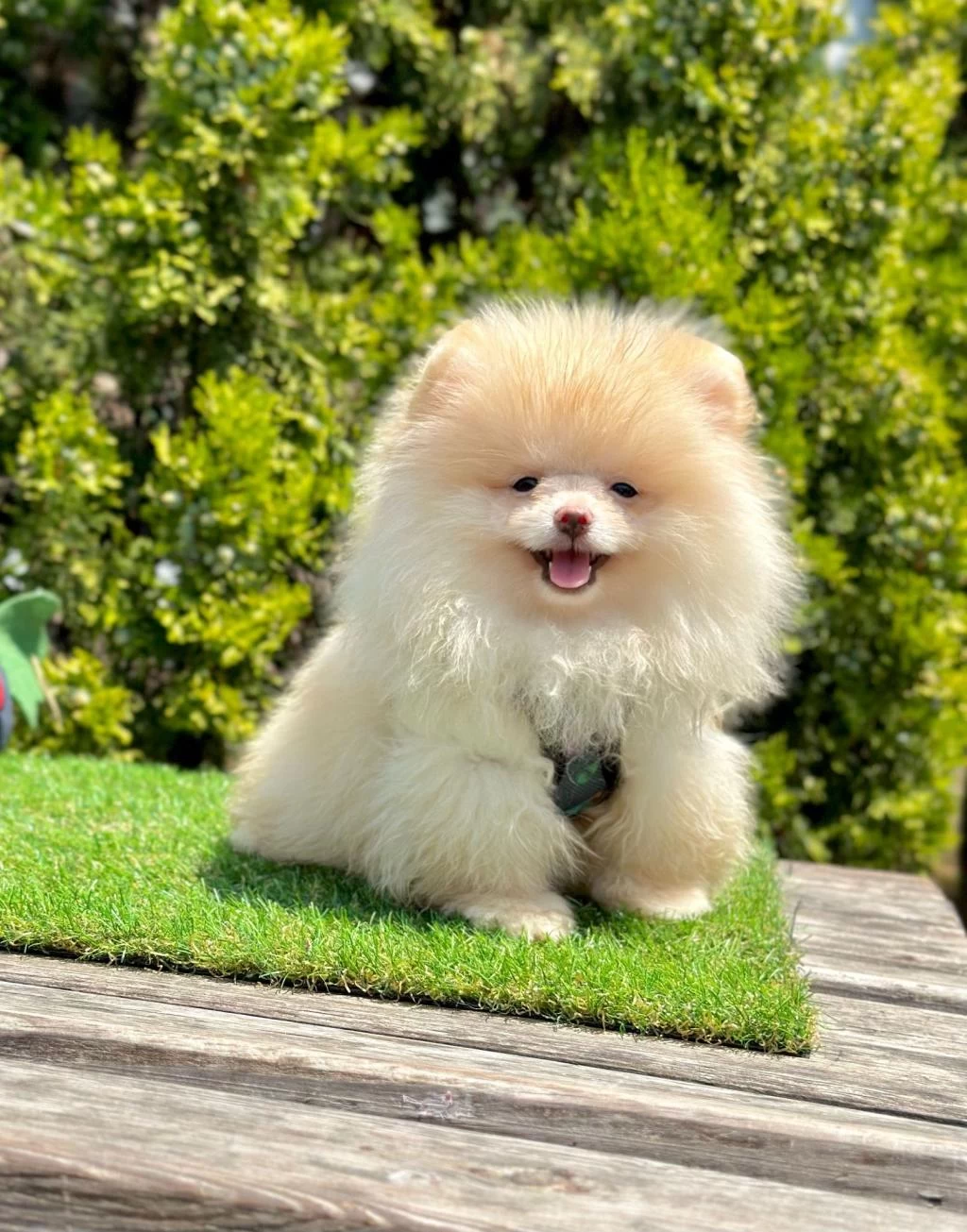 Boo Pomeranian İrk Ve Sağlık Garantili Yavrular
