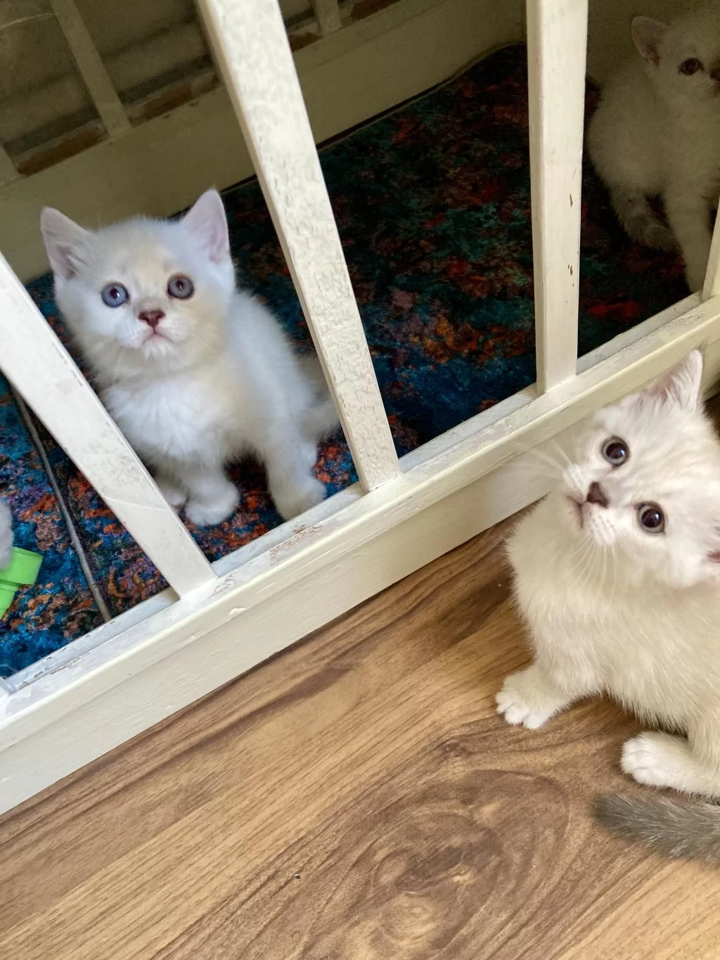 Pendik Evden Dünya Güzelleri Kediler
