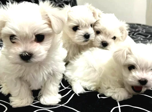 0 numara maltese bebeklerimiz