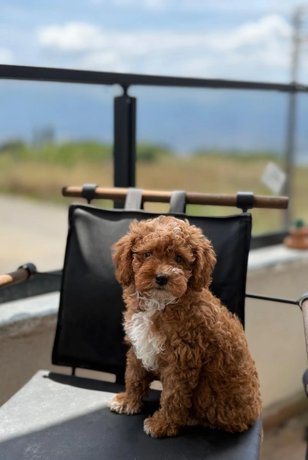 Toypoodle Dişi / Erkek