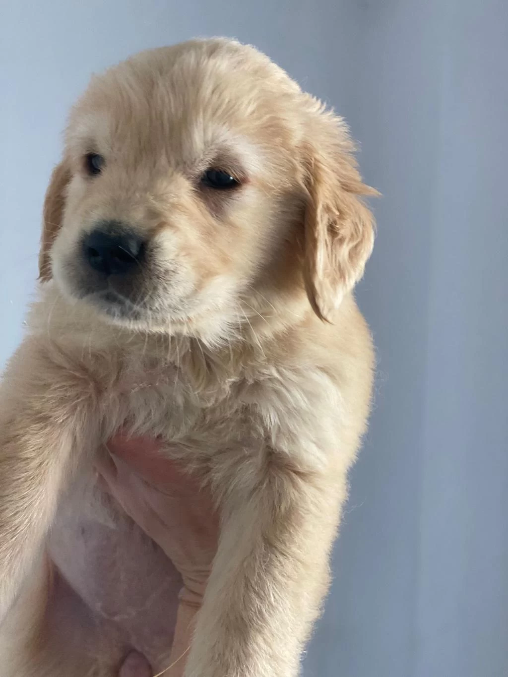 50 Günlük Erkek Golden Yavrumuz