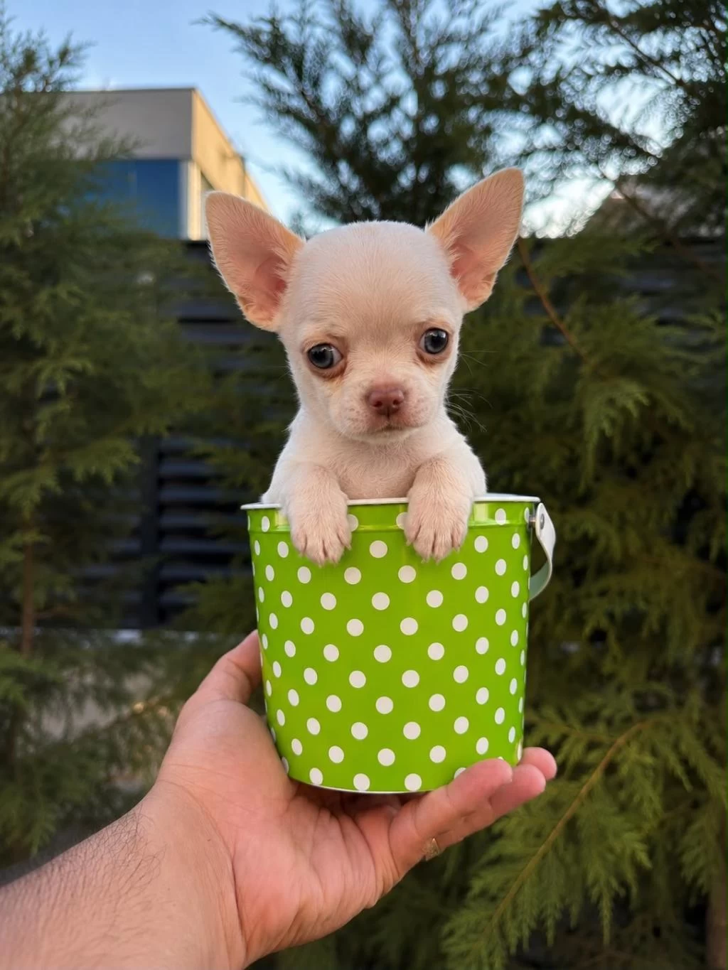 Oyuncak Gibi Mini Boy Wc Eğitimli Chihuahua