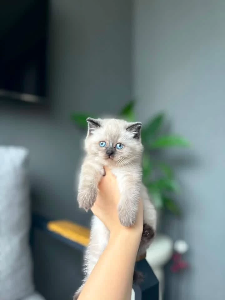 Harika British Shorthair