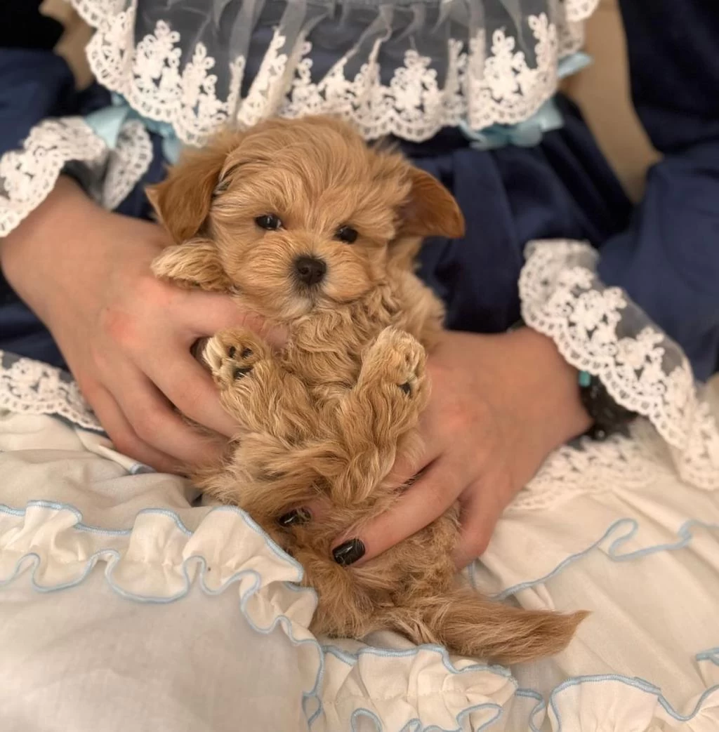 Sağlıklı Maltipoo Bebekleri