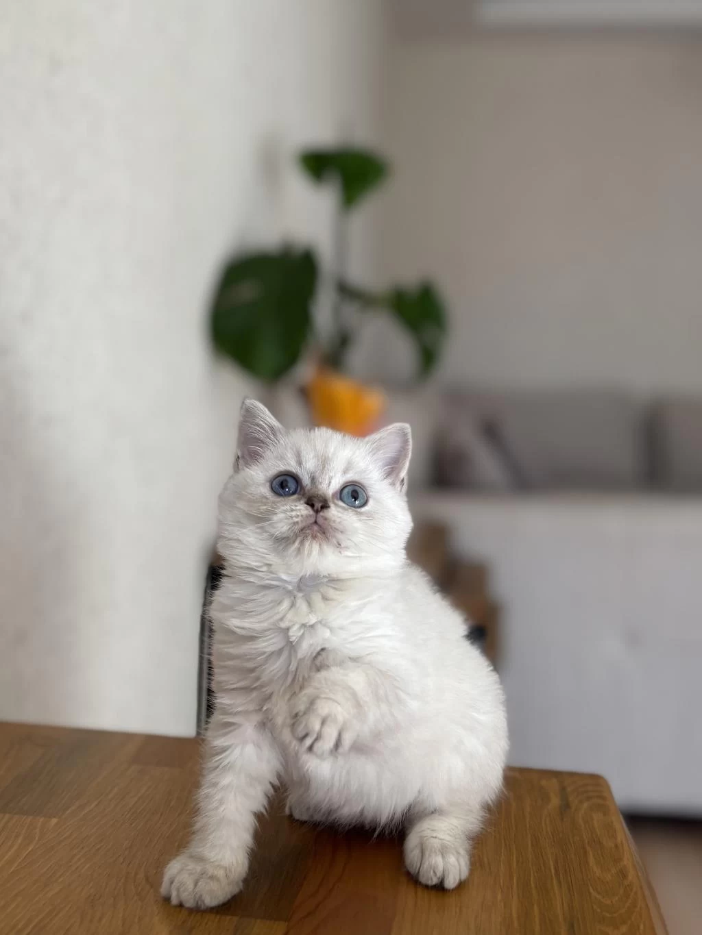 Safkan British Shorthair Yavrularim