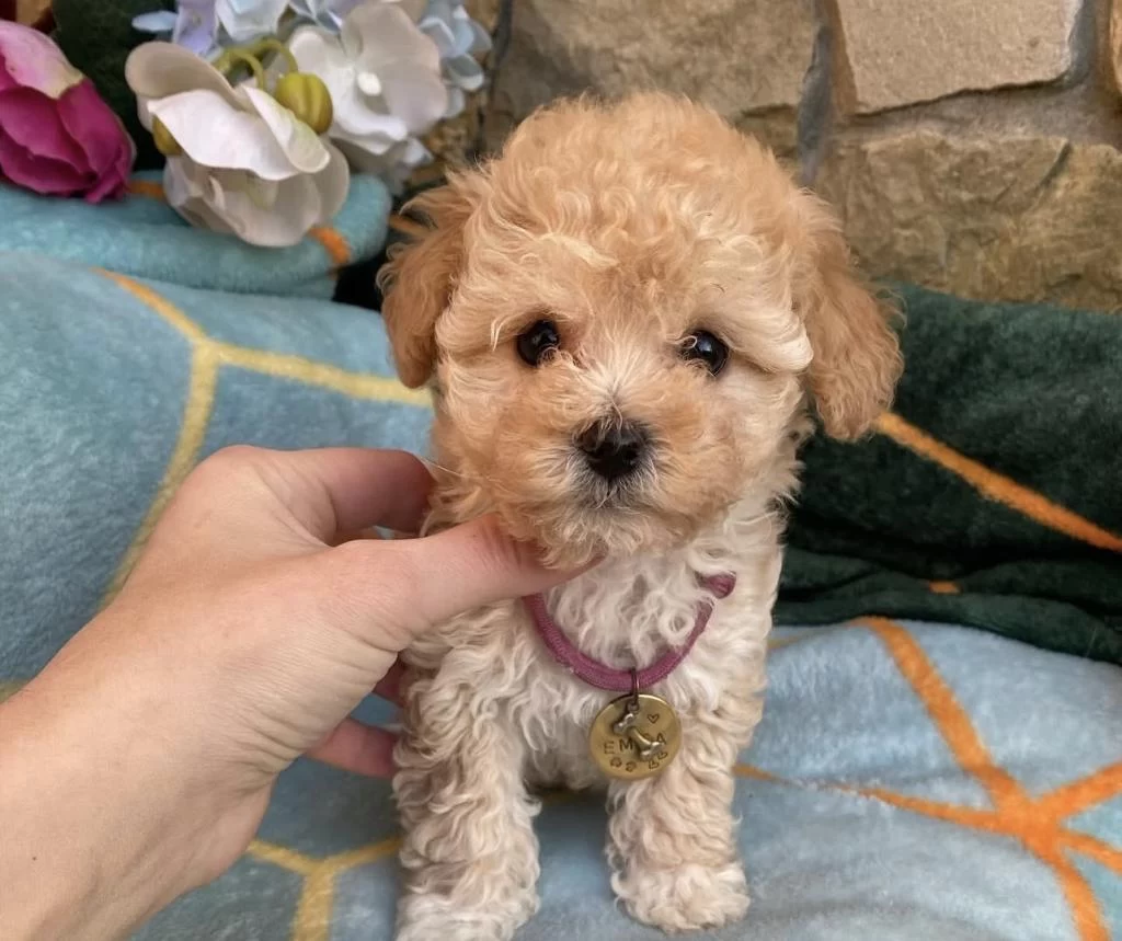 Maltipoo Yavrularımız Aşılı