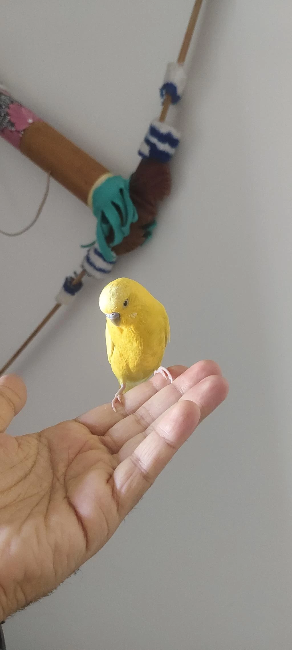 Muhabbet Kuşu Kafesiyle Birlikte