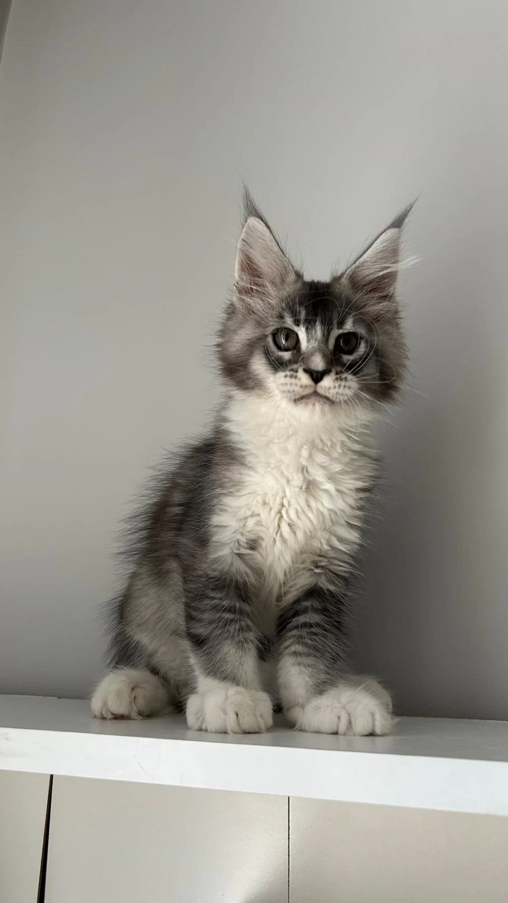 Minik Dev Maine Coon Prens Hiroşi
