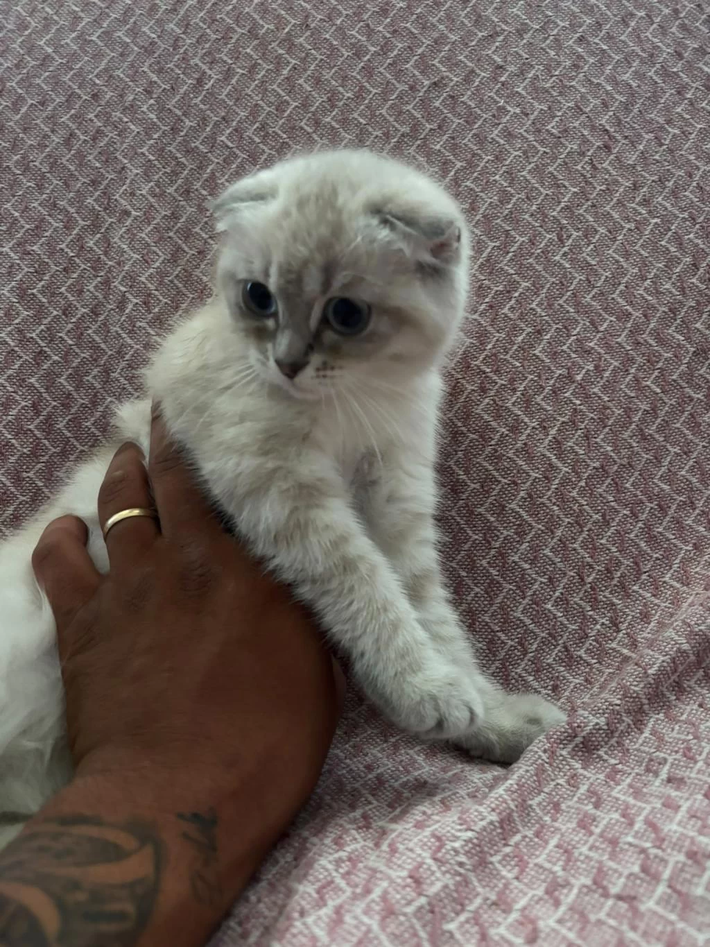 Son Dişi Scottish Fold Yavrumuz