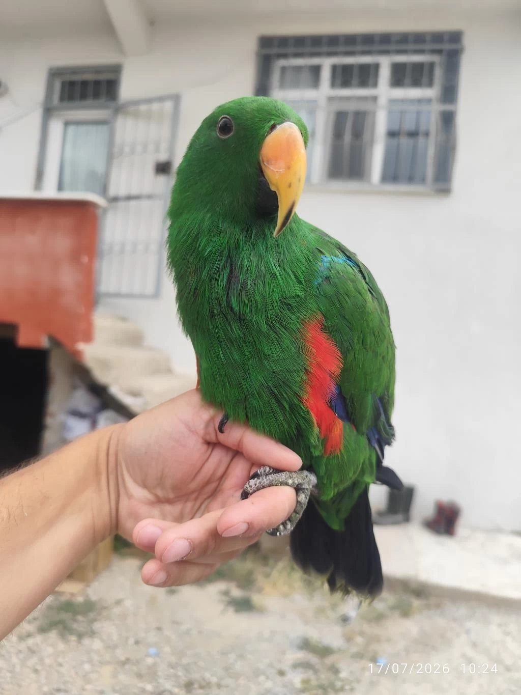 Evcil Konuşan Eklektus Papağani