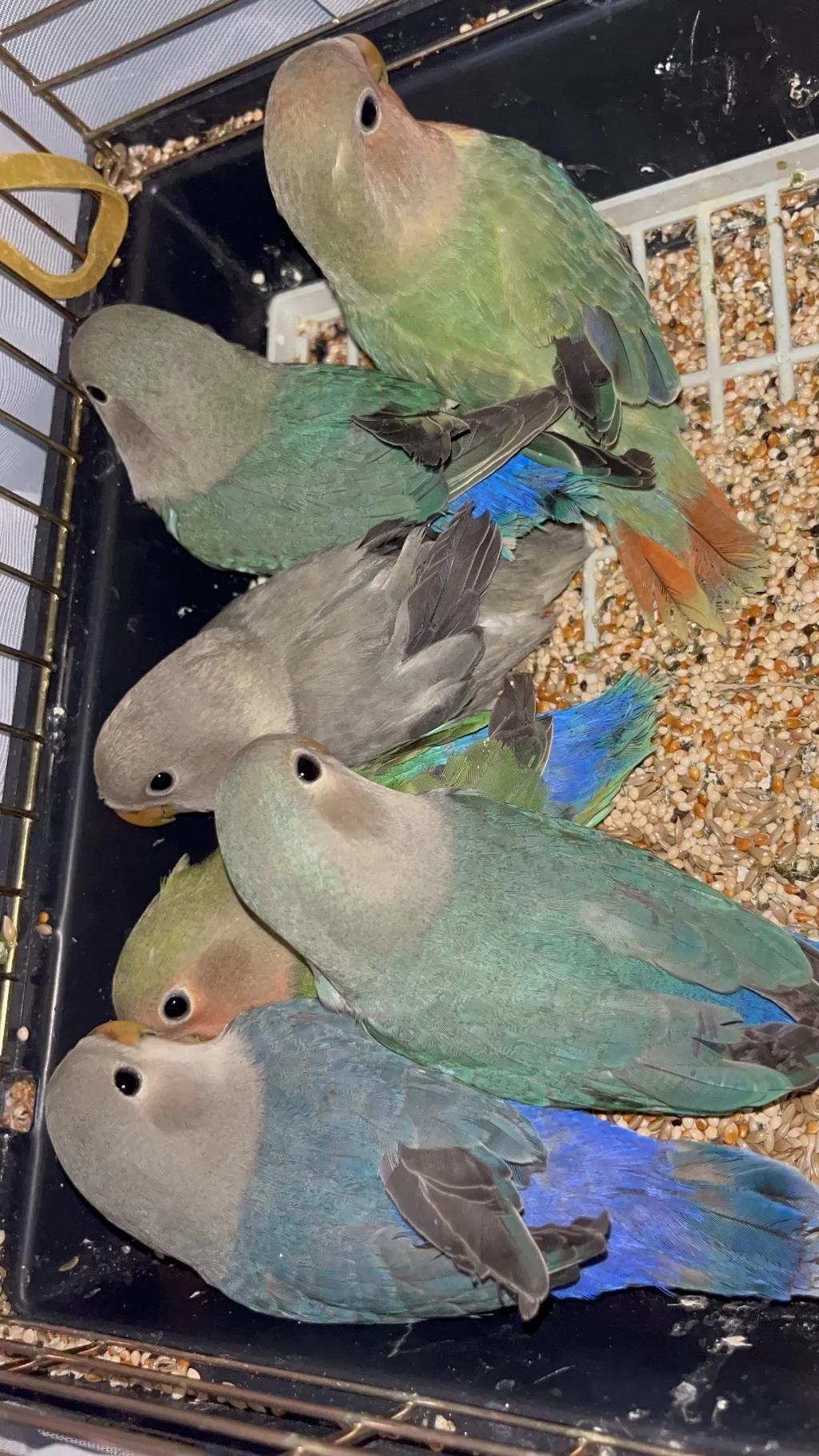Yeni Yeme Düşmüş İsırma Bilmeyen Yavru Papağanlar