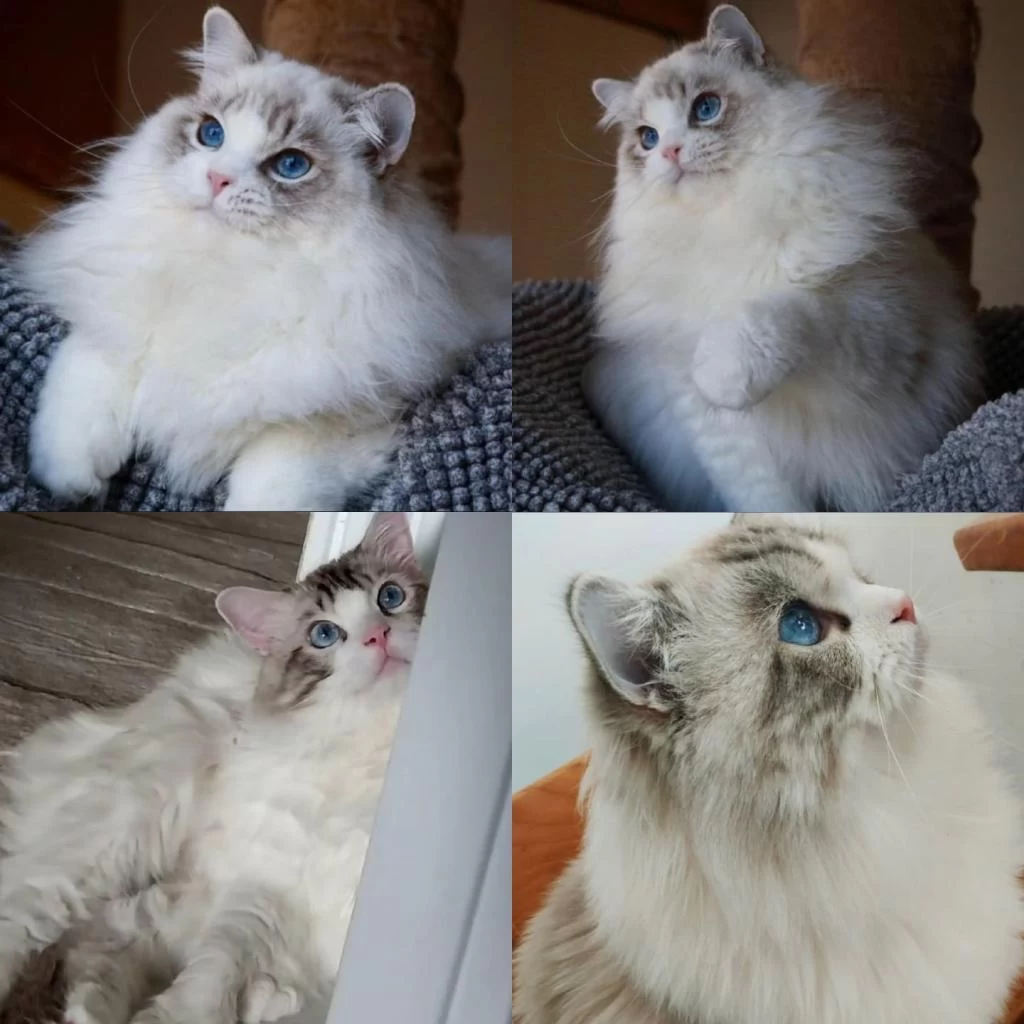 Ragdoll Erkek 4 Yaşında Kısır Şecereli