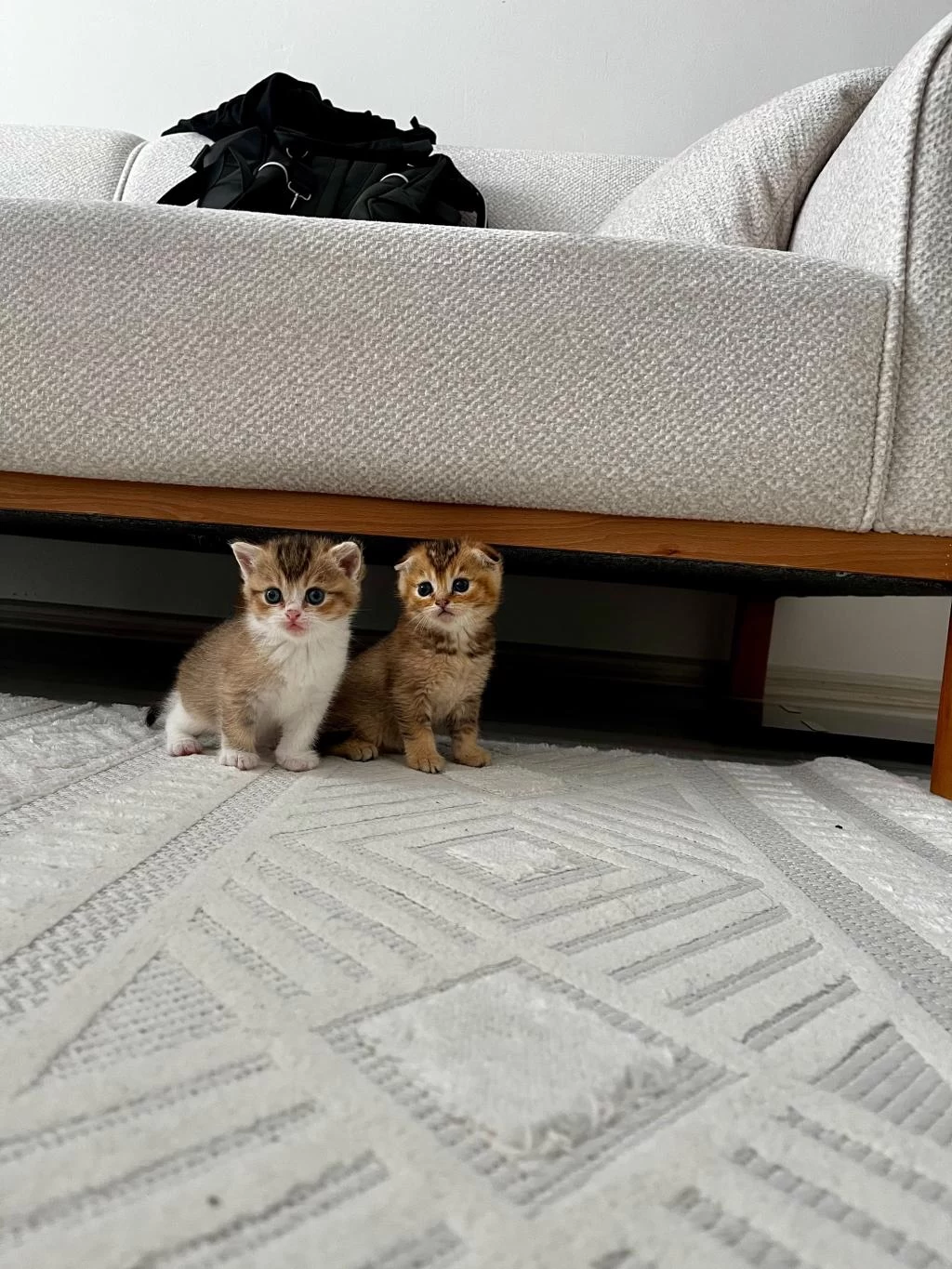 4 Tane Yavru British Shorthair 2 Silver 2 Golden