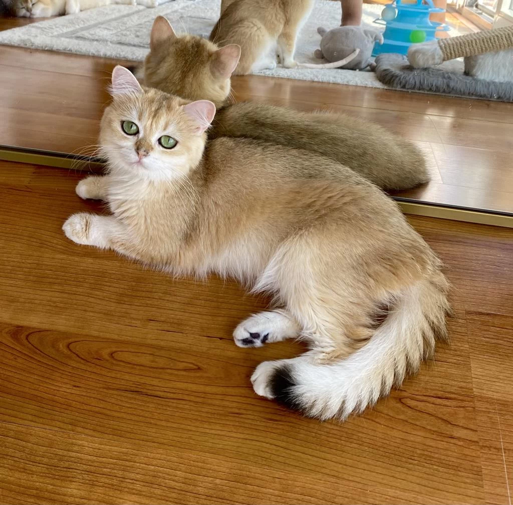 Şecereli British Shorthair Yetişkin Dişi