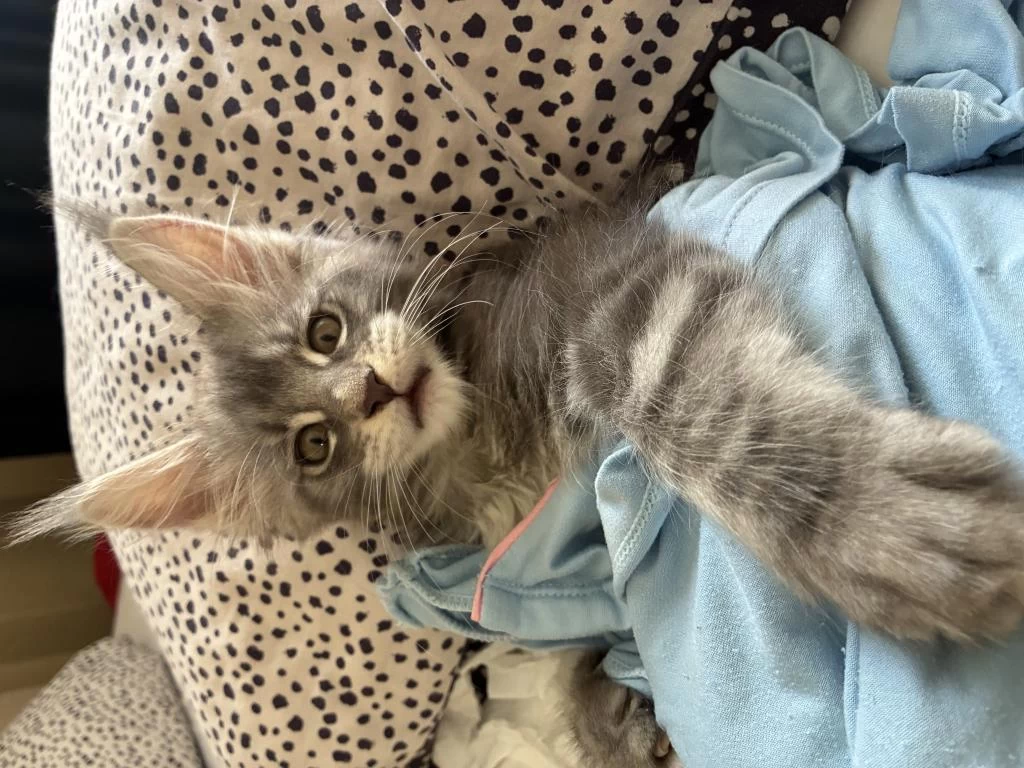 Anne Baba Şereceli Xxl Maine Coon