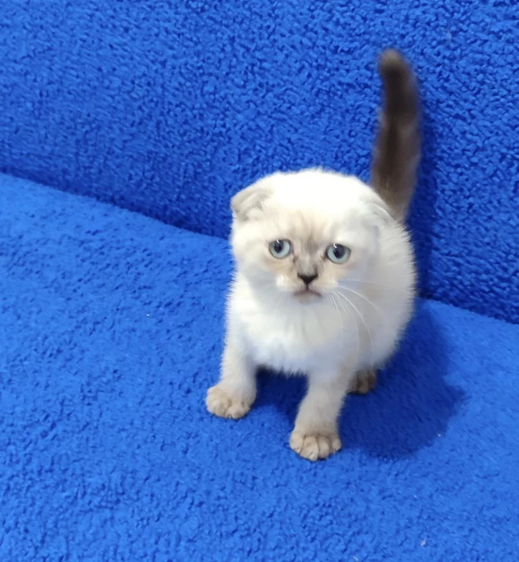 Teslime Hazir Mükemmel Bir Scottish Fold