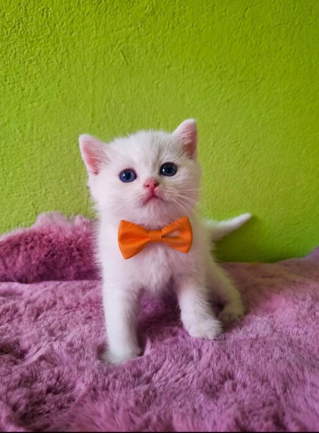 British Shorthair Kedilerimiz