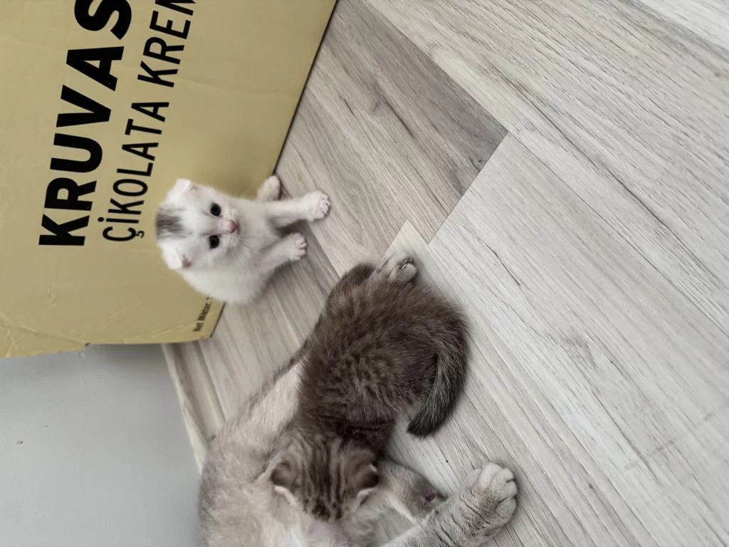 Scottish Fold Kedilerimiz