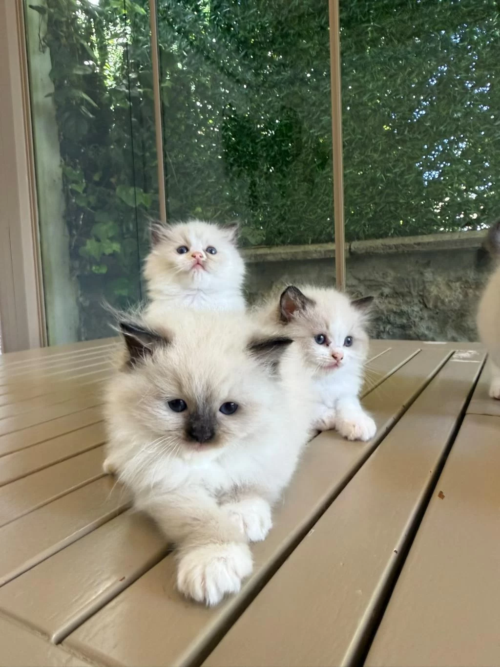 Ragdoll Yavru Kediler