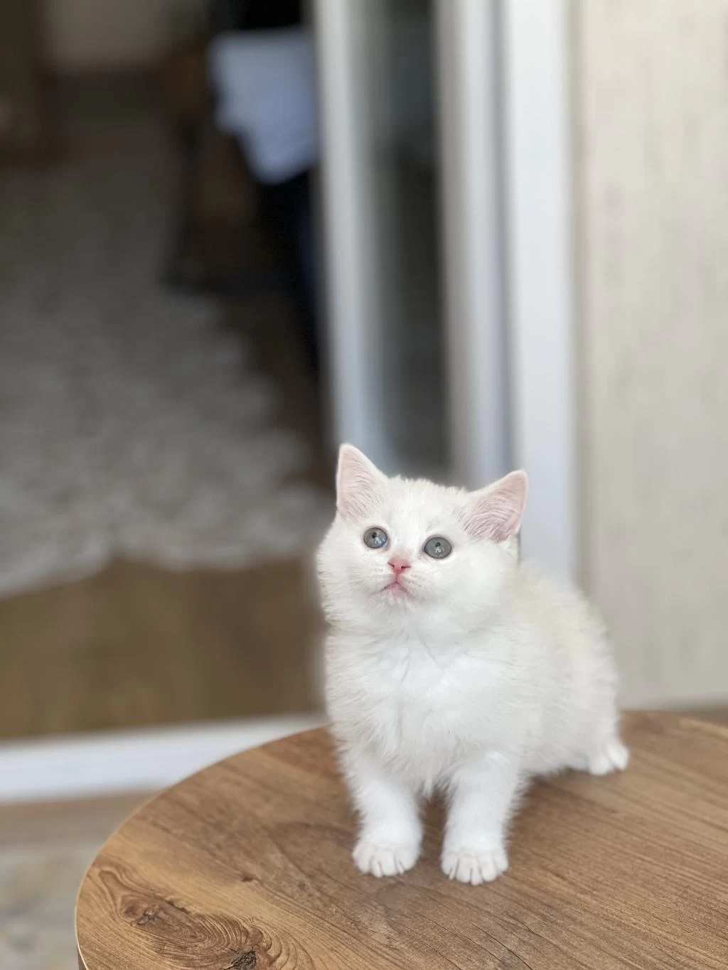 İnsan Canlisi British Shorthair Yavrum